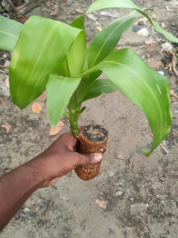 Brazilian Lucky Wood Mini Plant – Enhance Your Home Decor with Prosperity