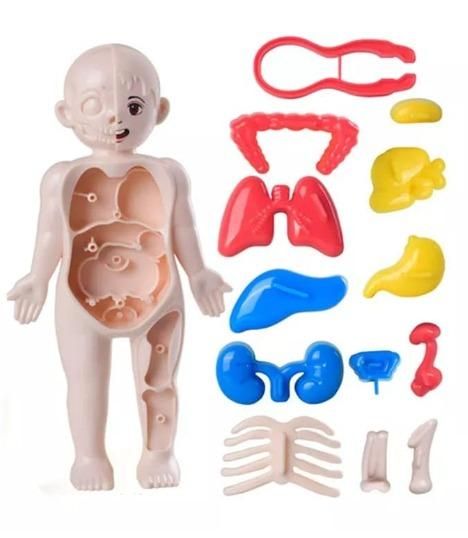 Detachable Human Organs Model – Engaging Anatomy Toy for Kids