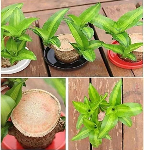 Brazilian Lucky Wood Mini Plant – Enhance Your Home Decor with Prosperity