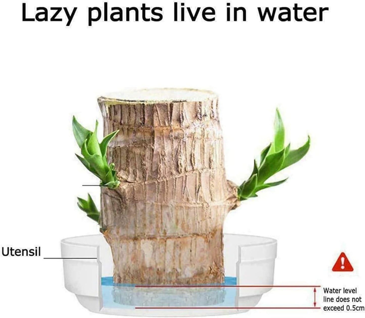 Brazilian Lucky Wood, Mini Home Plant Decorations - noQMall