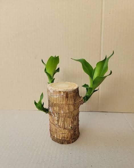 Brazilian Lucky Wood Mini Plant – Enhance Your Home Decor with Prosperity