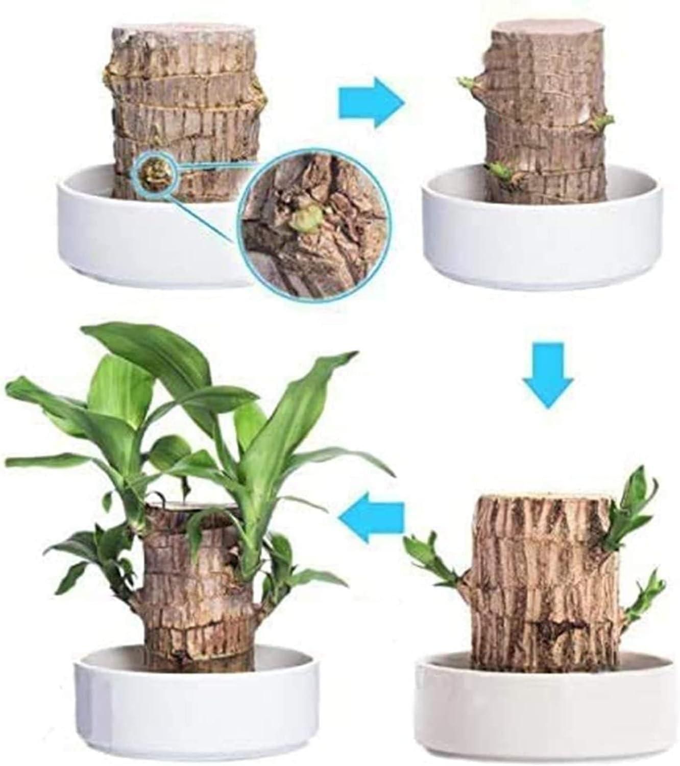 Brazilian Lucky Wood, Mini Home Plant Decorations - noQMall