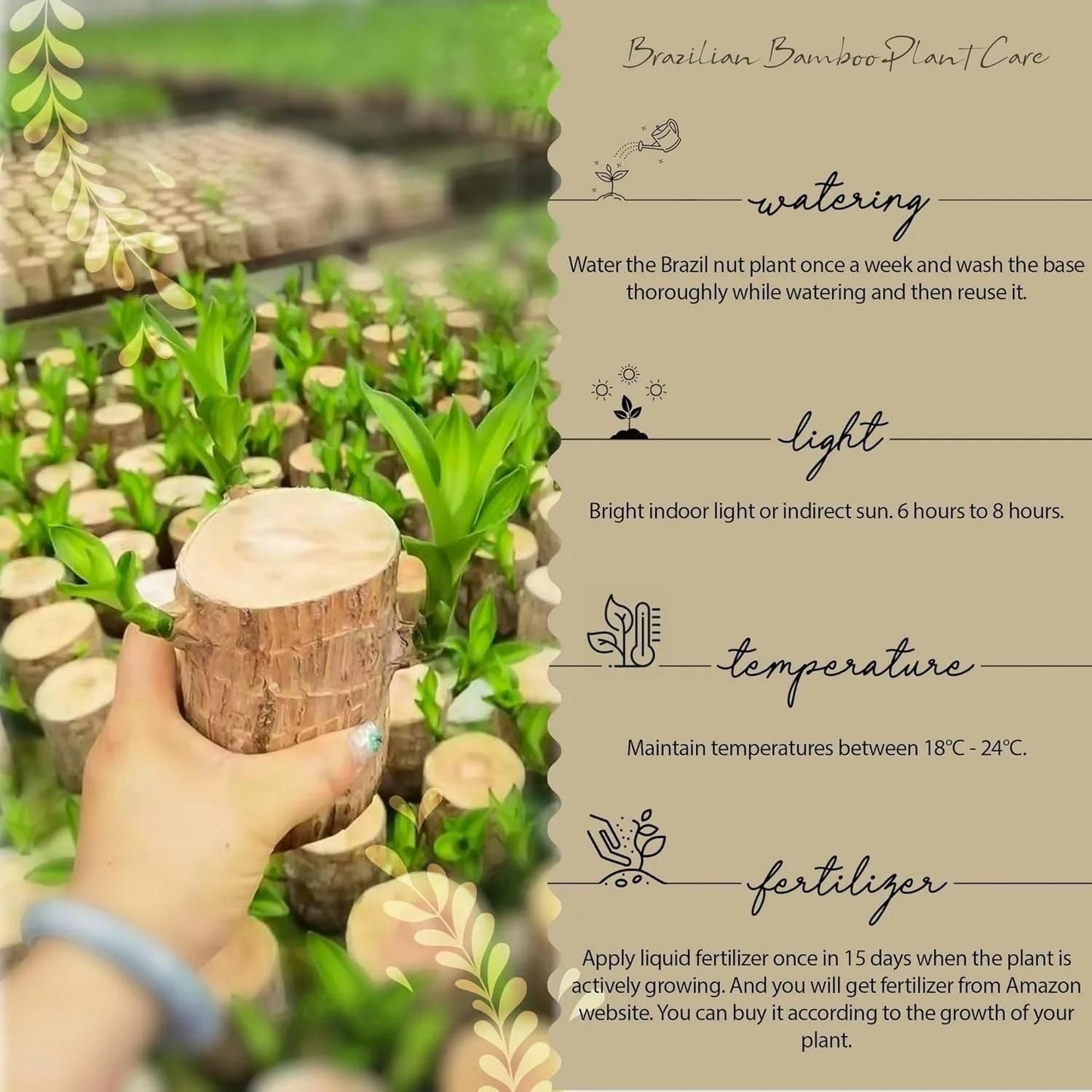 Brazilian Lucky Wood Mini Plant – Enhance Your Home Decor with Prosperity