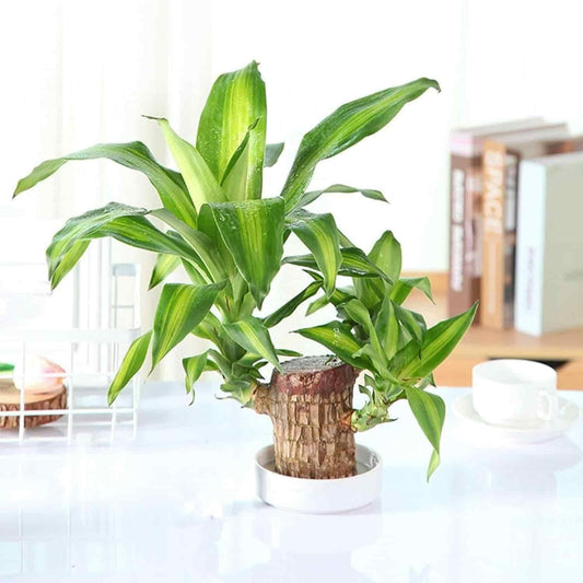 Brazilian Lucky Wood Mini Plant – Enhance Your Home Decor with Prosperity
