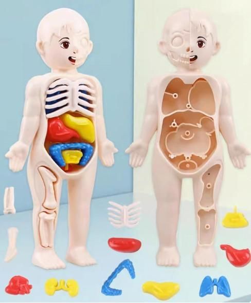 Detachable Human Organs Model – Engaging Anatomy Toy for Kids - noQMall