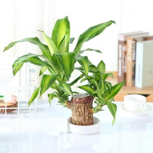 Brazilian Lucky Wood, Mini Home Plant Decorations (Pack of 2)