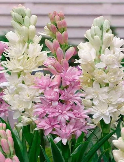 ?Rajnigandha Double Patel Tuberose Bulbs (Pack of 2)