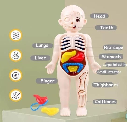Detachable Human Organs Model – Engaging Anatomy Toy for Kids - noQMall