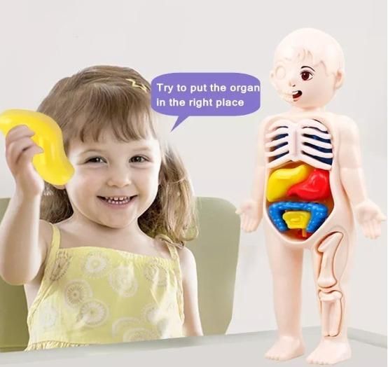 Detachable Human Organs Model – Engaging Anatomy Toy for Kids - noQMall